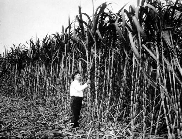 File:Sugarcane growing near Tampa, Florida (9253139965).jpg