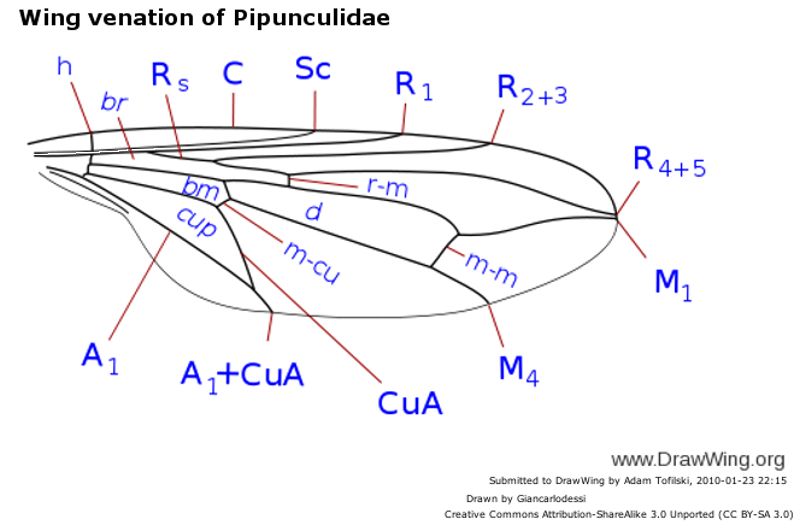 File:Wing venation of Pipunculidae.JPG