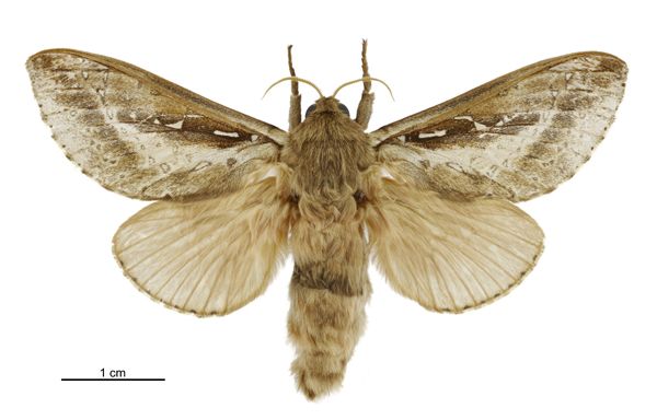 File:Wiseana signata male.jpg