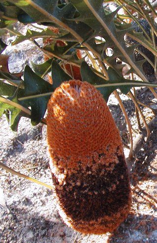 File:Banksia gardneri blackstyles email.jpg