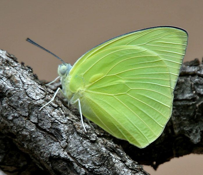 File:Common Emigrant (Catopsilia pomona) W IMG 9386.jpg