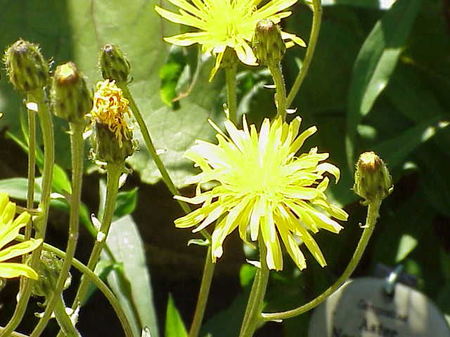 File:Crepis sibirica0.jpg