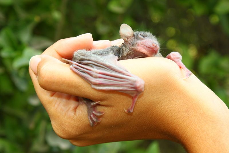 File:Egyptian fruit bat baby.JPG