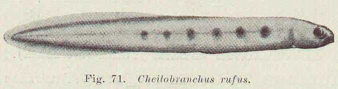 File:FMIB 45581 Cheilobranchus rufus.jpeg