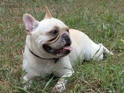 File:FrenchBulldog.jpg