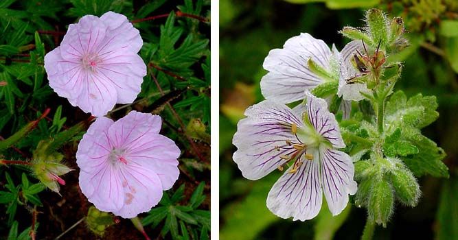 Examples of Geranium species