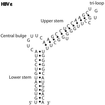 File:HBV Epsilon.jpg