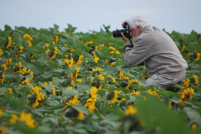 File:Hans Blohm in Sunflower field.jpg