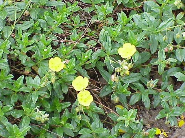 File:Helianthemum alpestre0.jpg