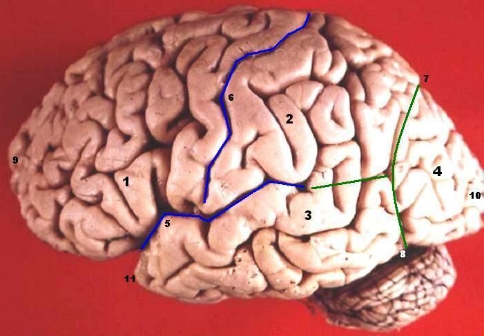 File:Human brain lateral view description.JPG