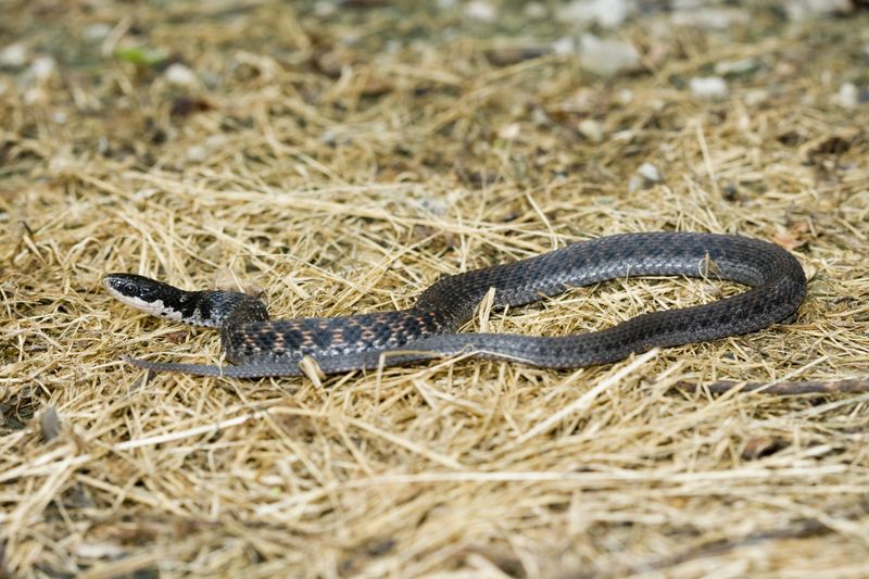 File:Kirtland's Snake.jpg