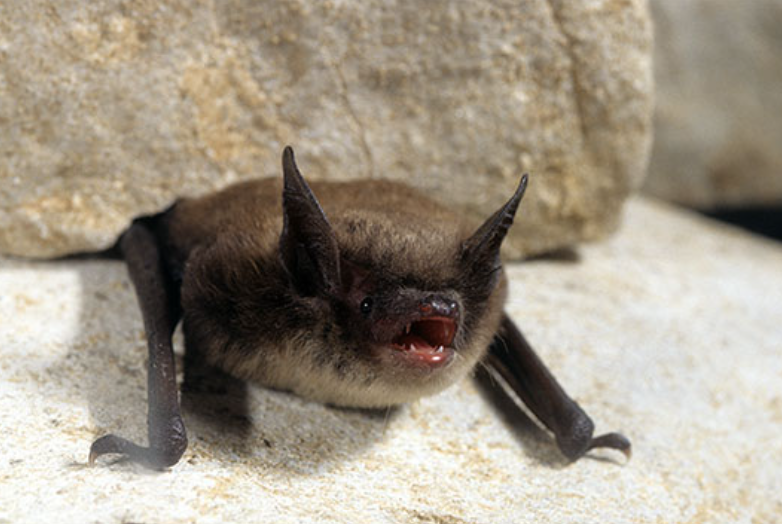 File:Little brown bat, KNWR.png