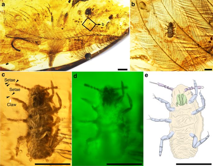 File:Mesophthirus engeli fig3.jpg