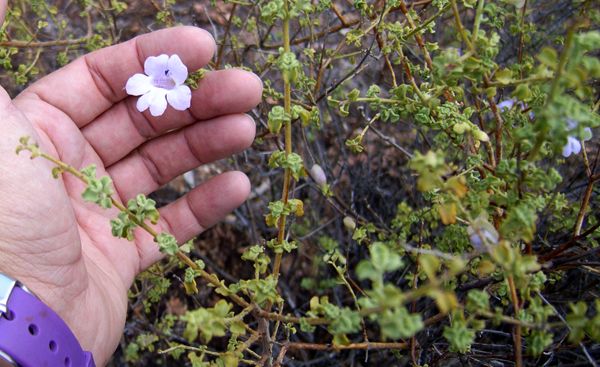 File:Mint bush (Prostanthera megacalyx).jpg