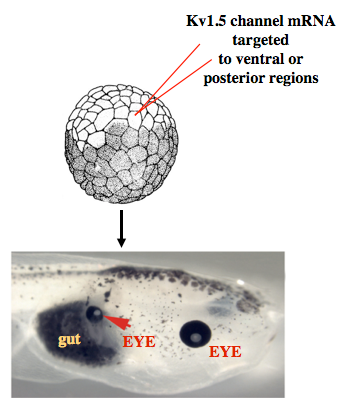 File:Misexpression of ion channels.crop.png