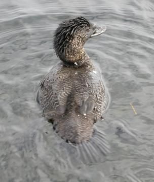 File:Musk-Duck-304.jpg