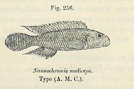 File:Nanochromis nudiceps.jpg