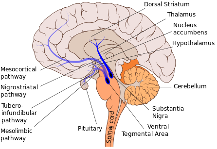 File:Nigrostriatal pathway.png