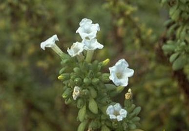 File:Nolana galapagensis.jpg