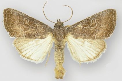 File:Ogdoconta tacna male.jpg