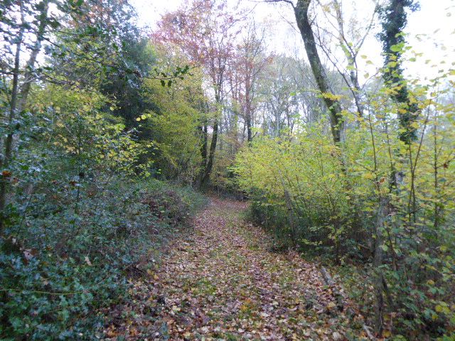 File:Old Copse, Beenham (4).jpg