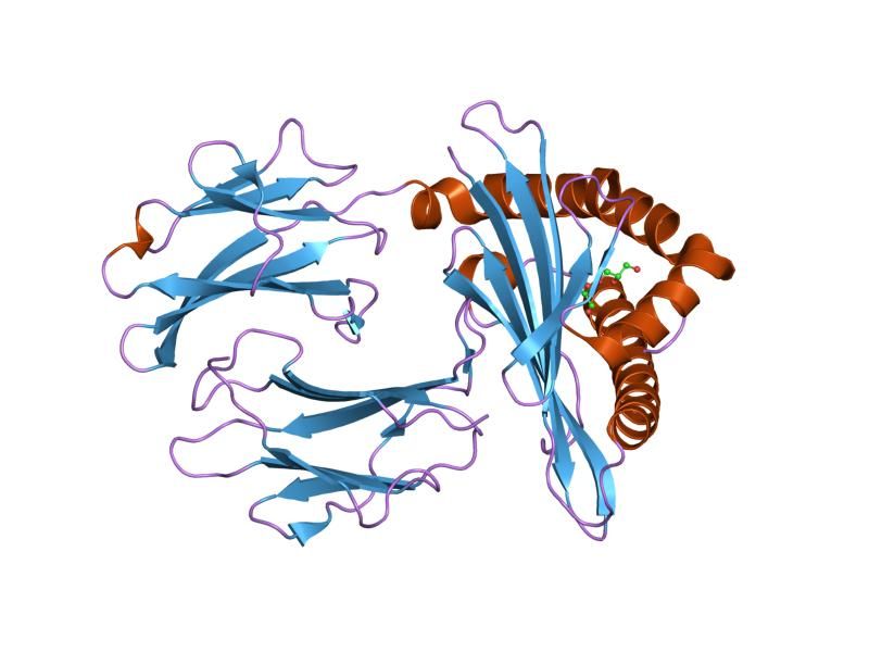 File:PDB 2cii EBI.jpg