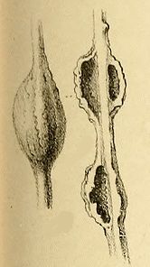 File:Parapodia sinaica feeding.jpg