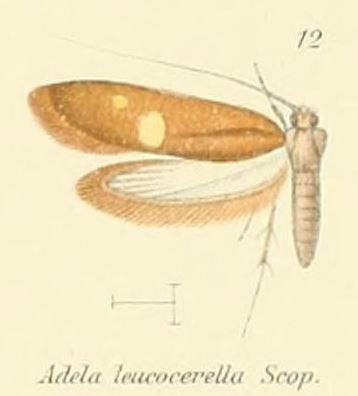 File:Pl.2-12-Adela leucocerella Scopoli, 1763.JPG