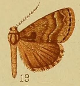 File:Pl.37-fig.19-Tephrialia trigonospila (Hampson, 1910) (Baniana).JPG