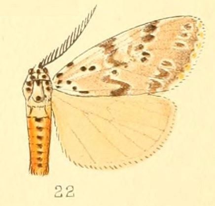 File:Pl.50-22-Galtara extensa (Butler, 1880).JPG