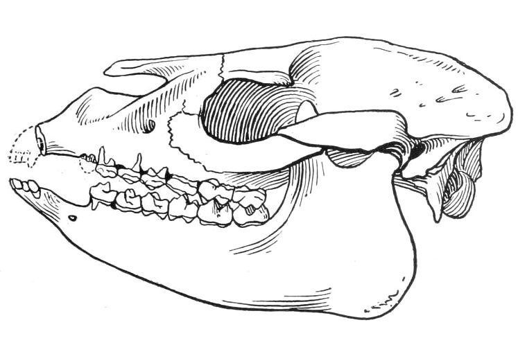 File:Protapirus simplex (syn. P. validus).jpg