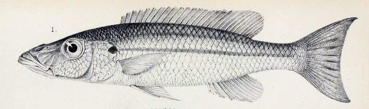 File:Rhamphochromis macrophthalmus.jpg