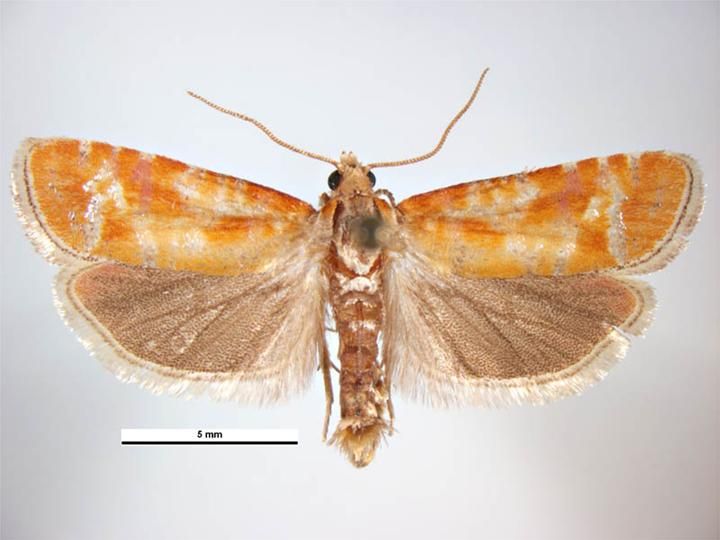 File:Rhyacionia buoliana male.jpg