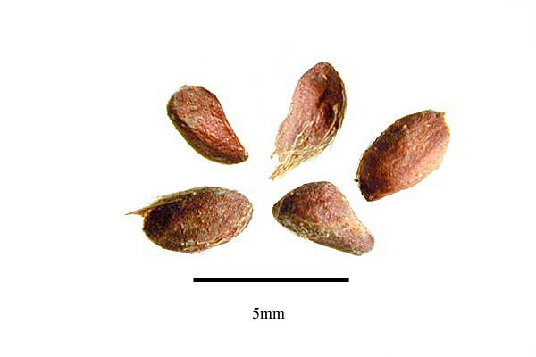 File:Rosa wichuraiana seeds USDA-ARS.jpg