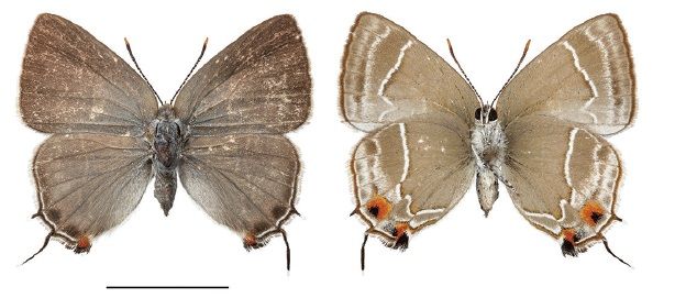 File:Thereus oppia female.jpg