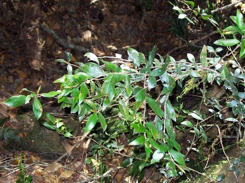 File:Trochocarpa montana Gloucester River.jpg