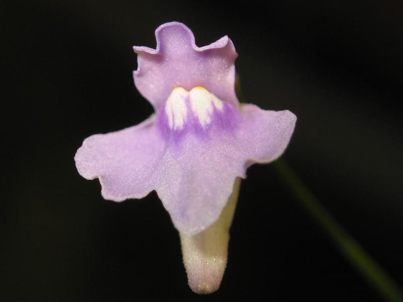 File:Utricularia tridentata 1.jpg