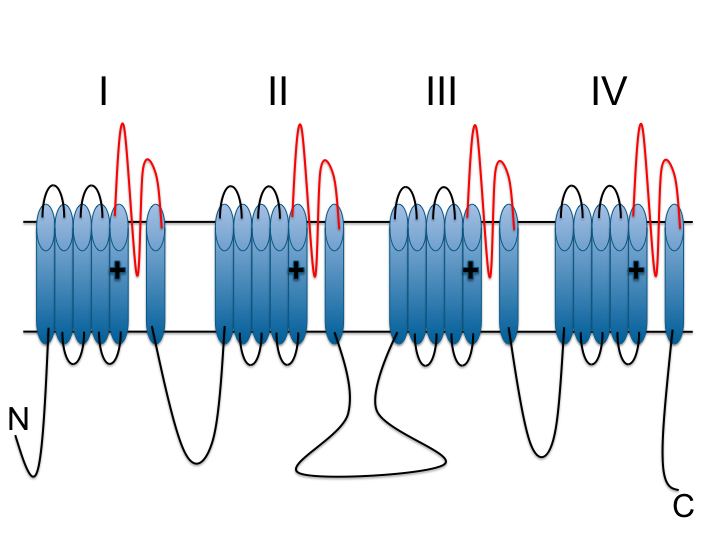 File:VDCC alpha subunit.png