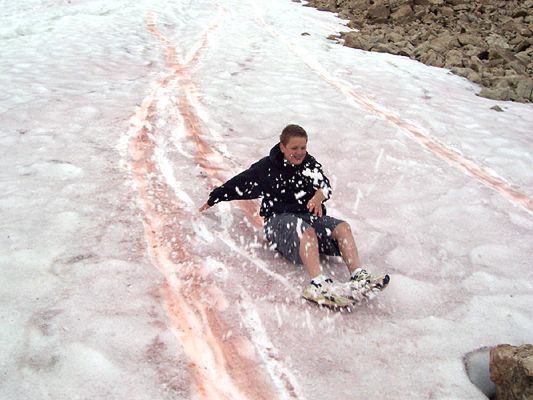 File:Watermelon snow - Uinta Mountains.jpg