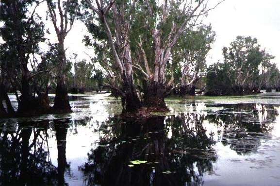 File:Yellow Waters Billabong July 2001.JPG