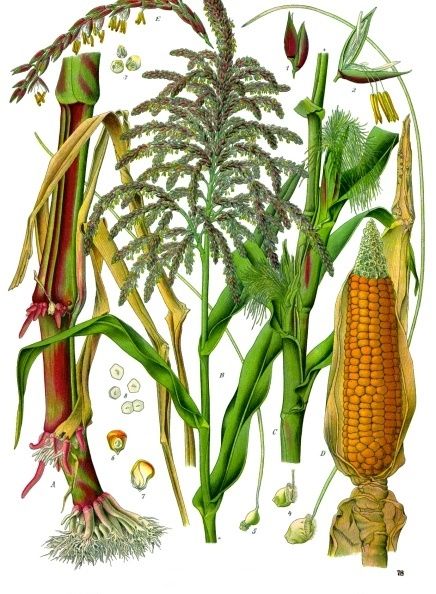 File:Zea mays - Köhler–s Medizinal-Pflanzen-283.jpg