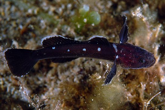 File:2 - Didogobius schlieweni 23-09-05 DSCF6214.jpg