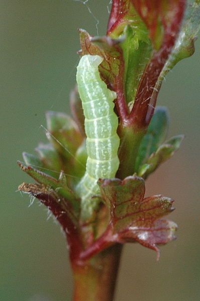 File:Alsophila aescularia caterpillar - Lindsey.jpg