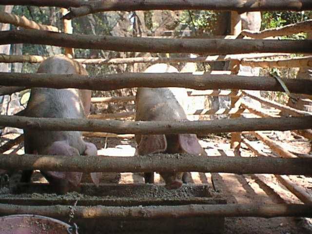 File:BanDongphayomPigs(January 2 2001).jpg