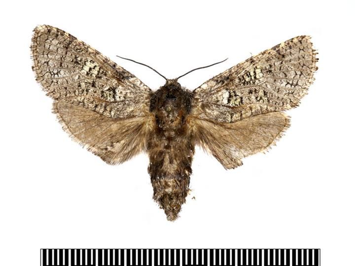 File:Chilecomadia.valdiviana.jpg