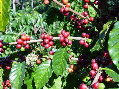 File:Coffee plant.jpg