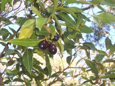 File:Endiandra sieberi Wyrrabalong National Park4.jpg