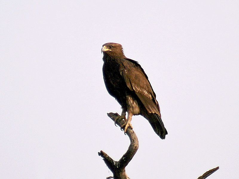 File:Great spotted Eagle I2 IMG 8358.jpg