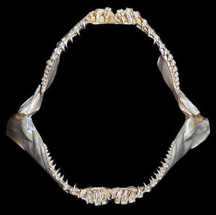 File:Odontaspis noronhai jaws.jpg