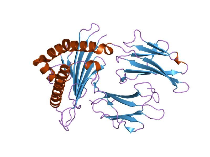 File:PDB 1t1z EBI.jpg